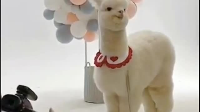 Best Funny animals New Videos 2021