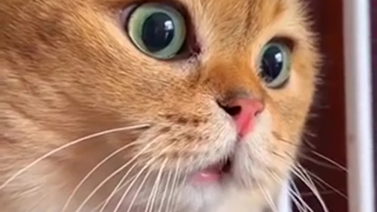 Amazing cat 🐱 trending video