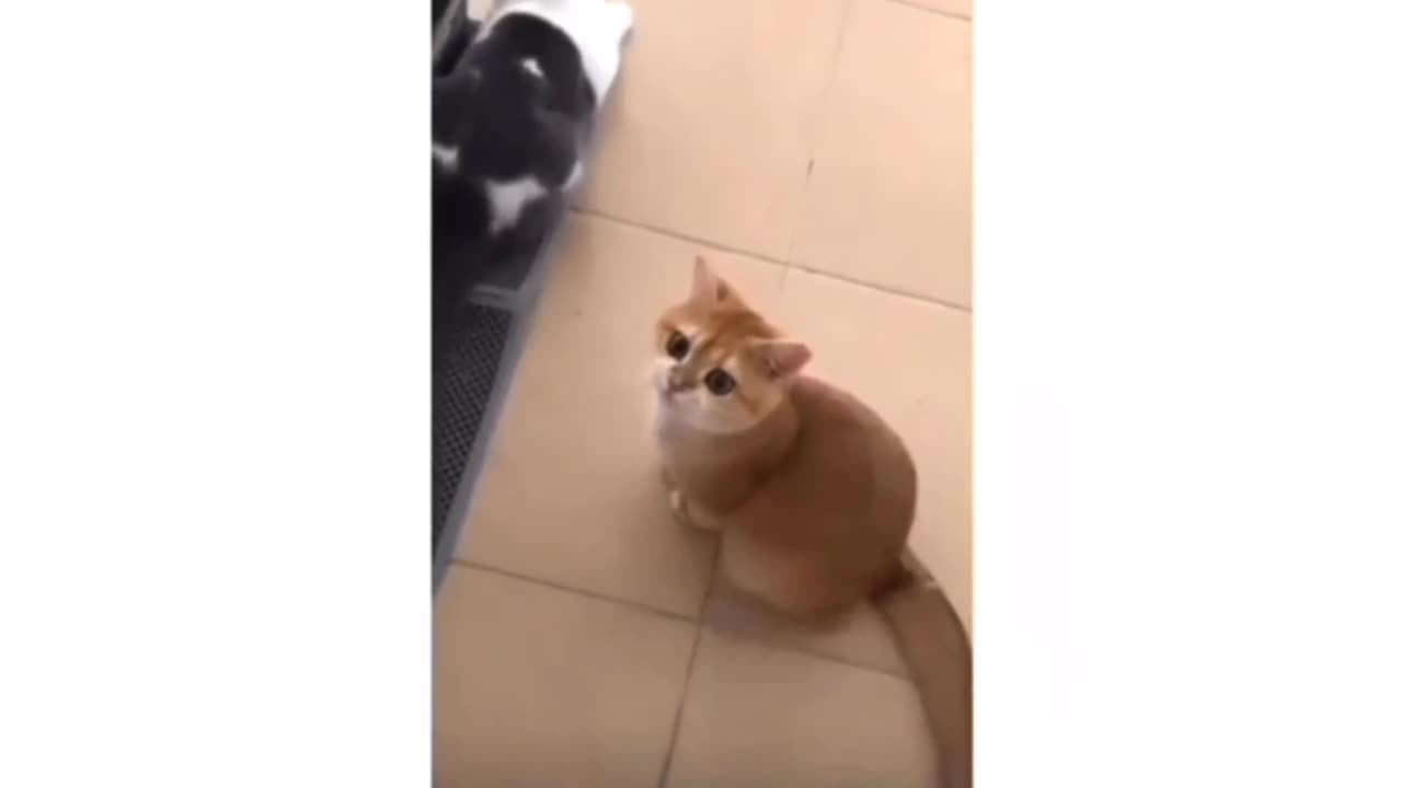 Funny hungry cat