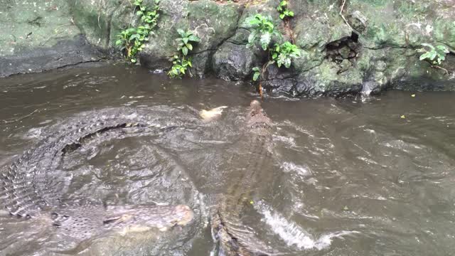 Intense Look at Feeding Time for Giant Crocodiles at Manila Zoo