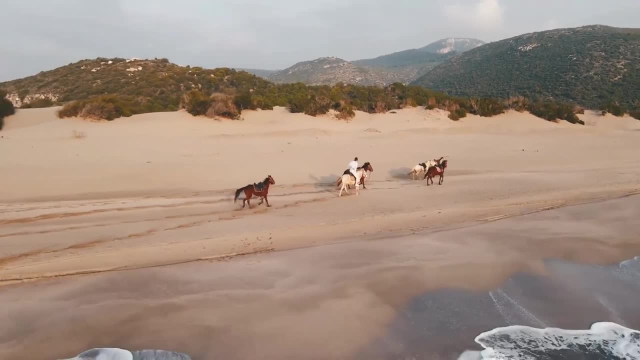 Wild horses ( cavalos )