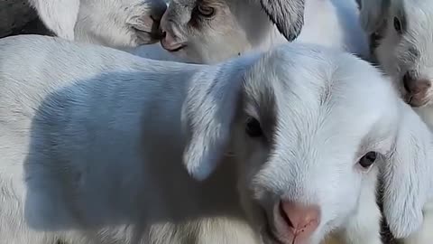 #Baby goat 🐐🐐 on playing grand #animal #love