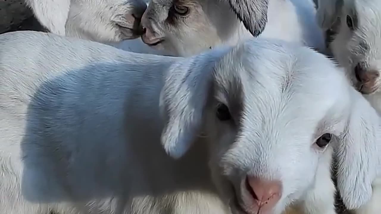 #Baby goat 🐐🐐 on playing grand #animal #love