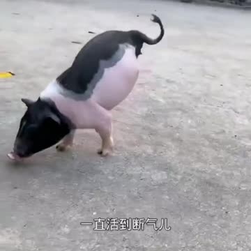 Funny moments of some animals