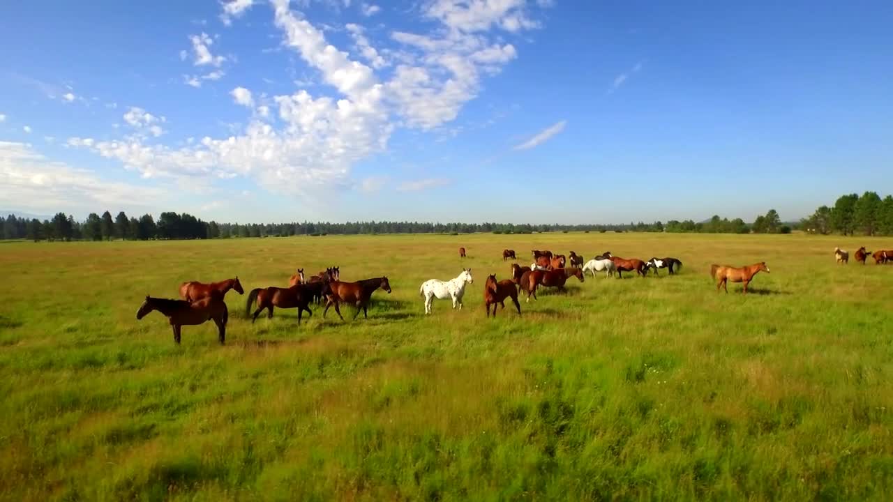 Aerial view of horses running in open green field with beautiful blue sky