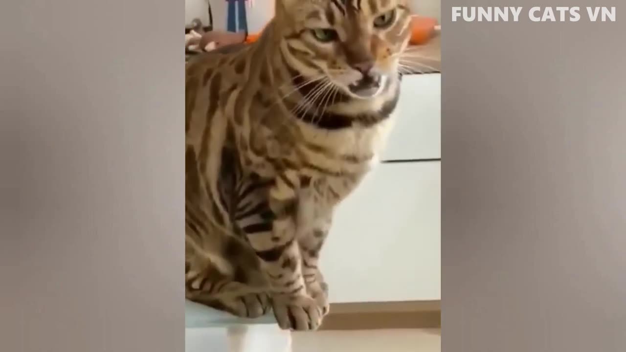 Best Funny Animal Videos