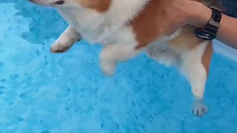 The dog's first swim, his expression was particularly nervous