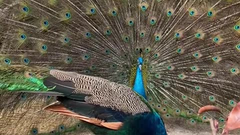 Happy to see the peacock