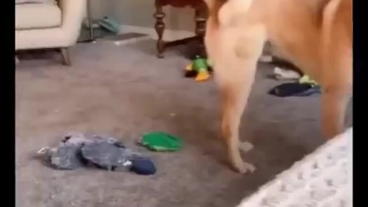A cat playing with its ownerππππ
