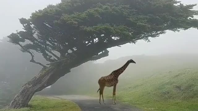 Wild animals zero distance giraffe