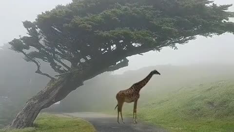 Wild animals zero distance giraffe