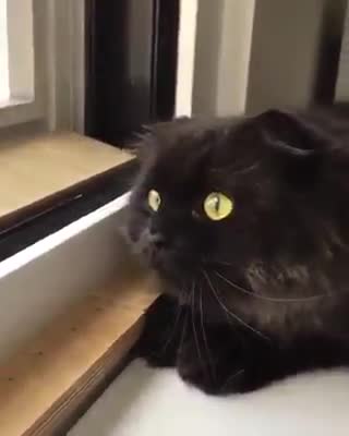 Cat chat 🐈🐱cat