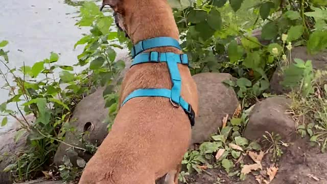 Dog Confuses Floating Stick for Snake