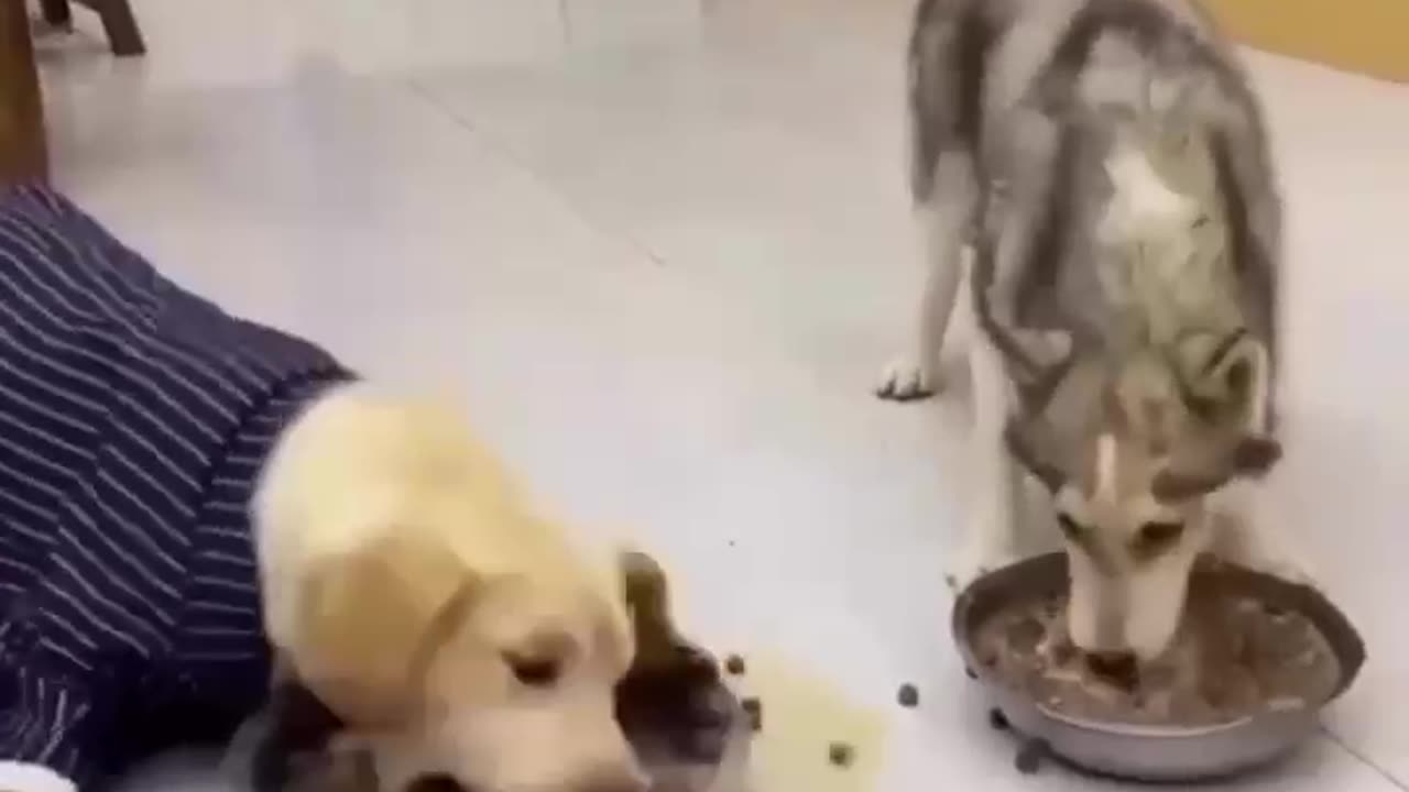 Funny dog