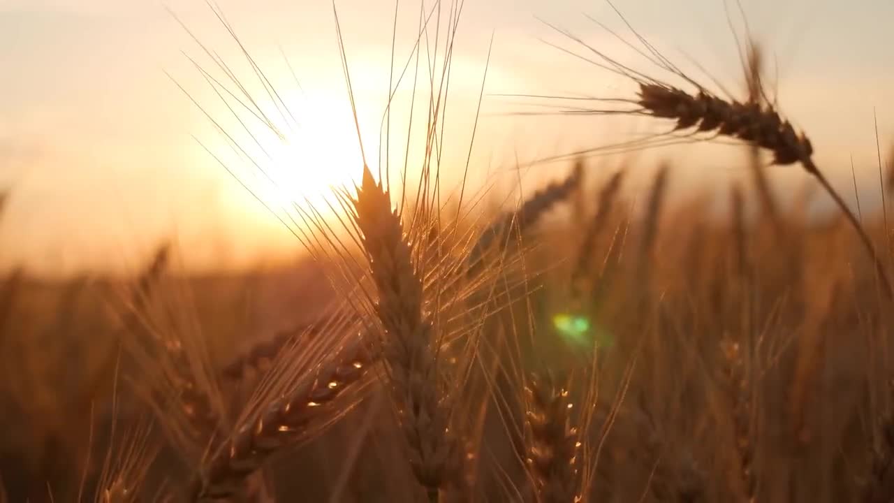 Enchanting Autumn Forests with Beautiful Piano Music