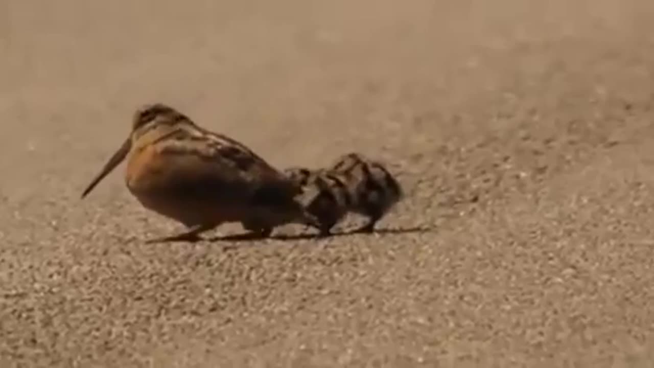 America Woodcock lurking worm