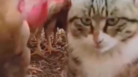 meow animals #meow #animals #cats #dogs #funnyvideo #fightcoronavirus #viral #reel #viralreelsfbpage #foryoupageシvir #trendingreelsvideo #foryou