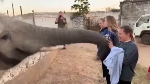 Elephant Doesn't Like Being Filmed