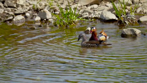 Cute Duck are playing