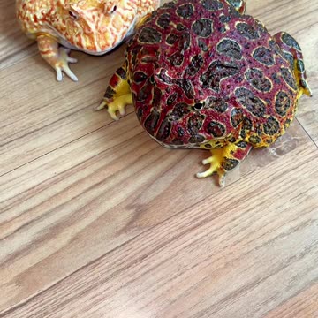 What he wants to do?? 🐸🤣