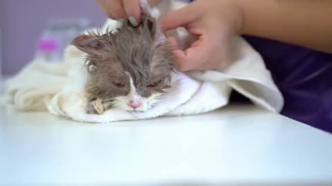 Dry the cat after bathing. Part 3