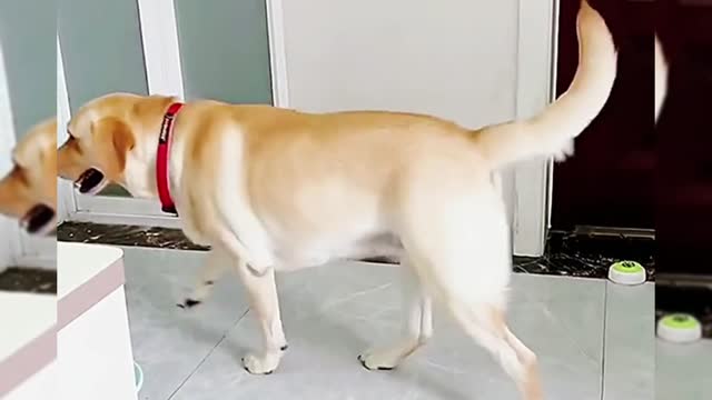 Cute pet funny video