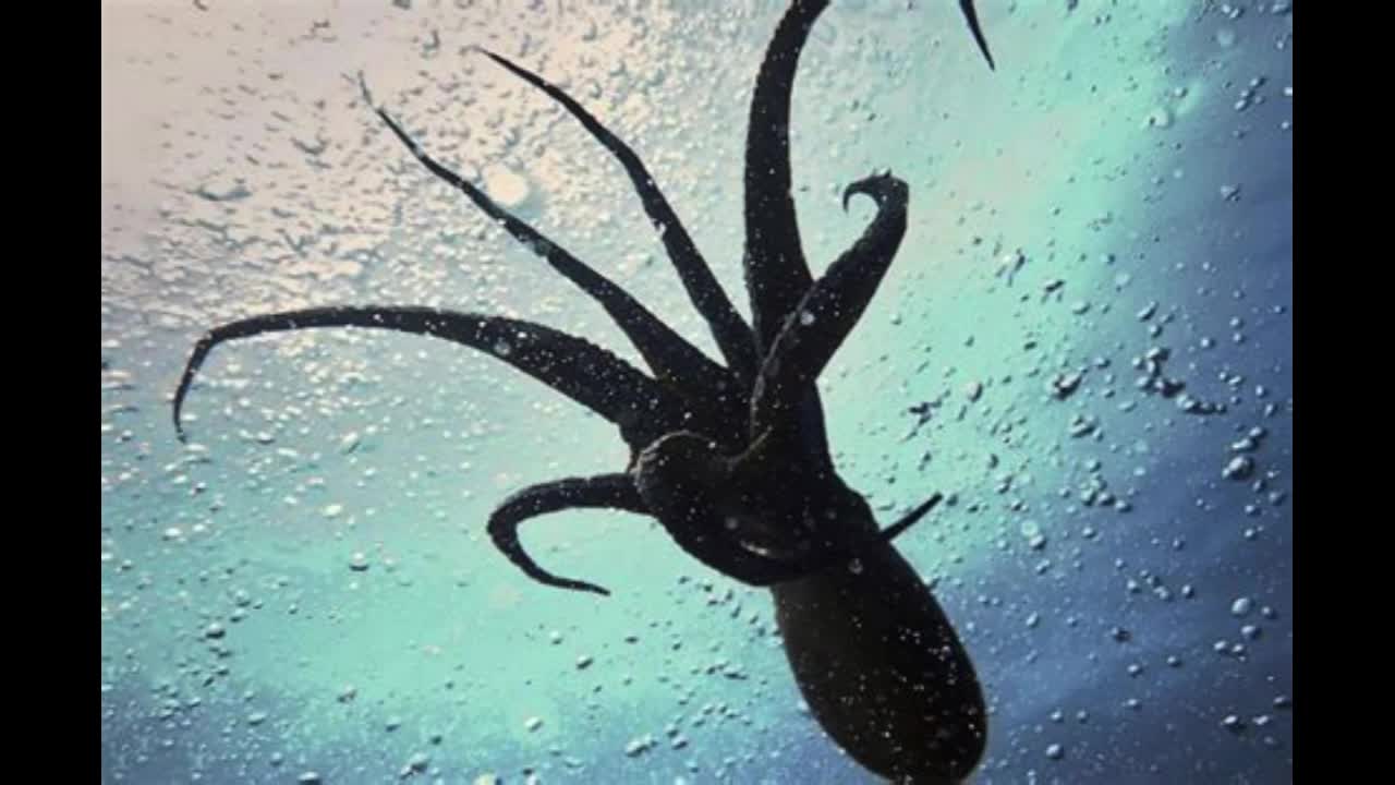 RELEASE THE KRAKEN