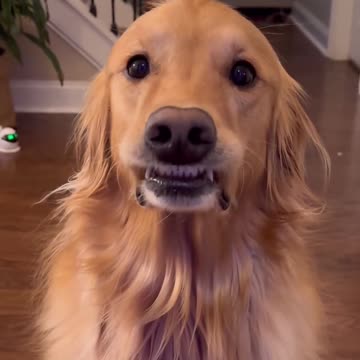 I tried to surprise my dog!