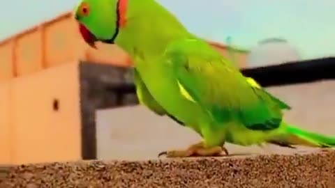 Dancing 🦜🦜