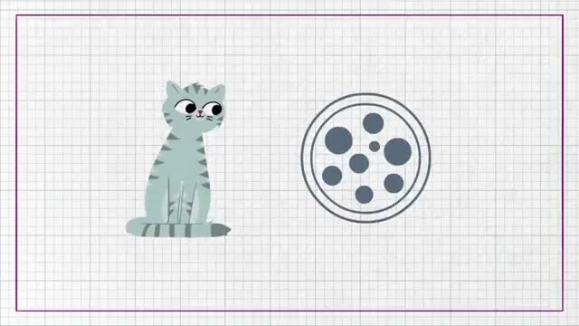 Can Cats Eat Human Food_ - Whiskas K.I.T._2