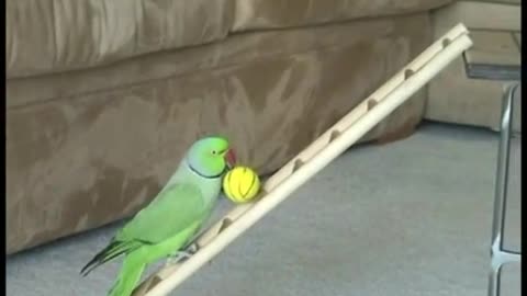 Amazing Bird Tricks