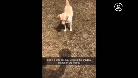 Funniest Animals New Funny Cats and Dogs Videos - Ep.21