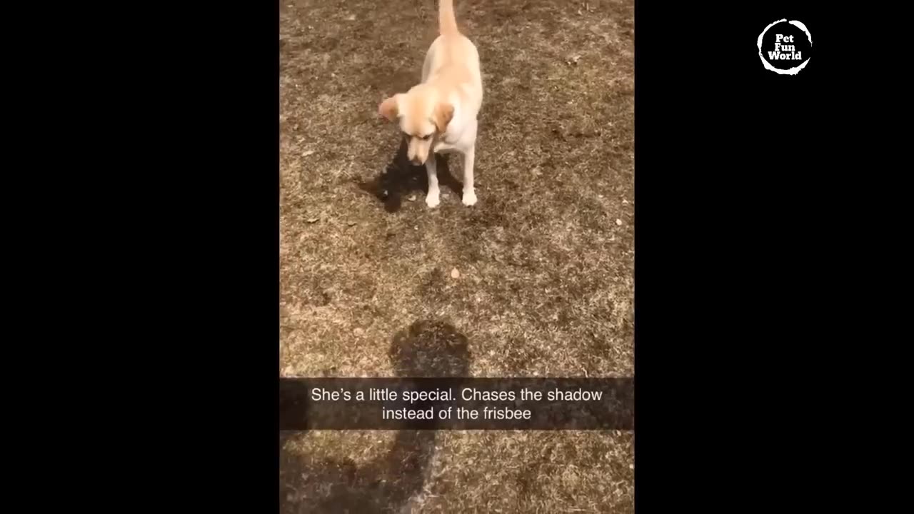 Funniest Animals New Funny Cats and Dogs Videos - Ep.21