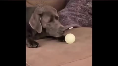 Funny dog time pass with boll 2023