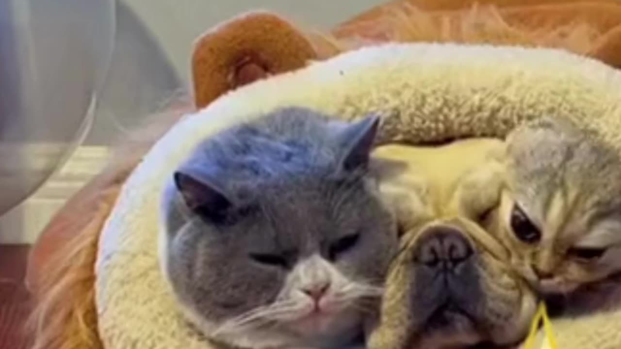 When cats and dogs sleep together