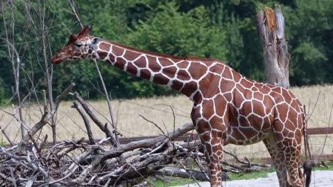 Giraffe long jibe head giraffe wildlife animals discovery