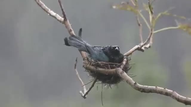 Meet the birds in the rain.