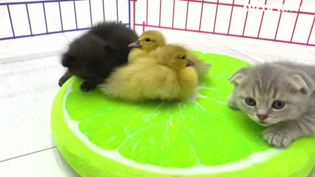 The little fluffy kittens and ducklings were tired and decided to get some sleep.