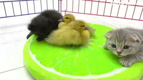 The little fluffy kittens and ducklings were tired and decided to get some sleep.