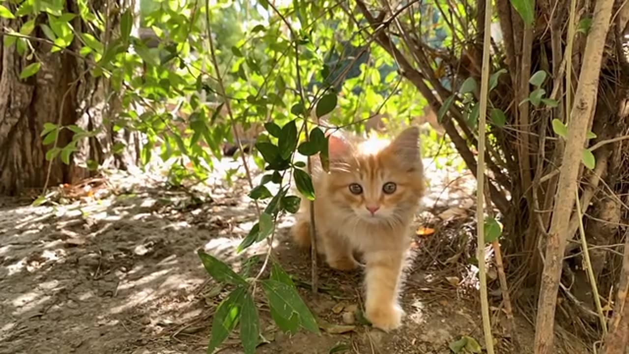 Cute Baby Cat