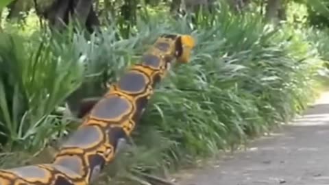 #Giant snake 🐍🐍🤣🤣 #comedy #viralvideo