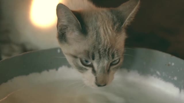 A very beautiful cat drinks milk