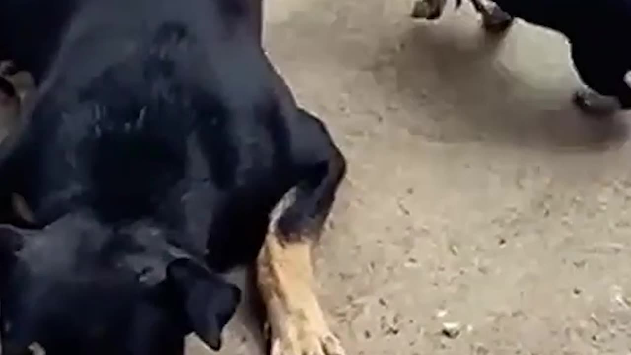 Funniest Dogs Best Funny Animal Videos 2022