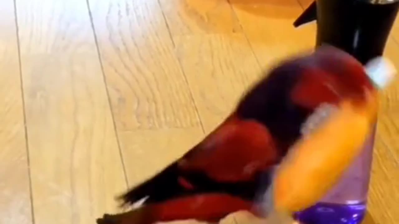 Funny bird video