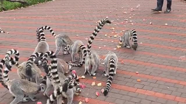 lemurs