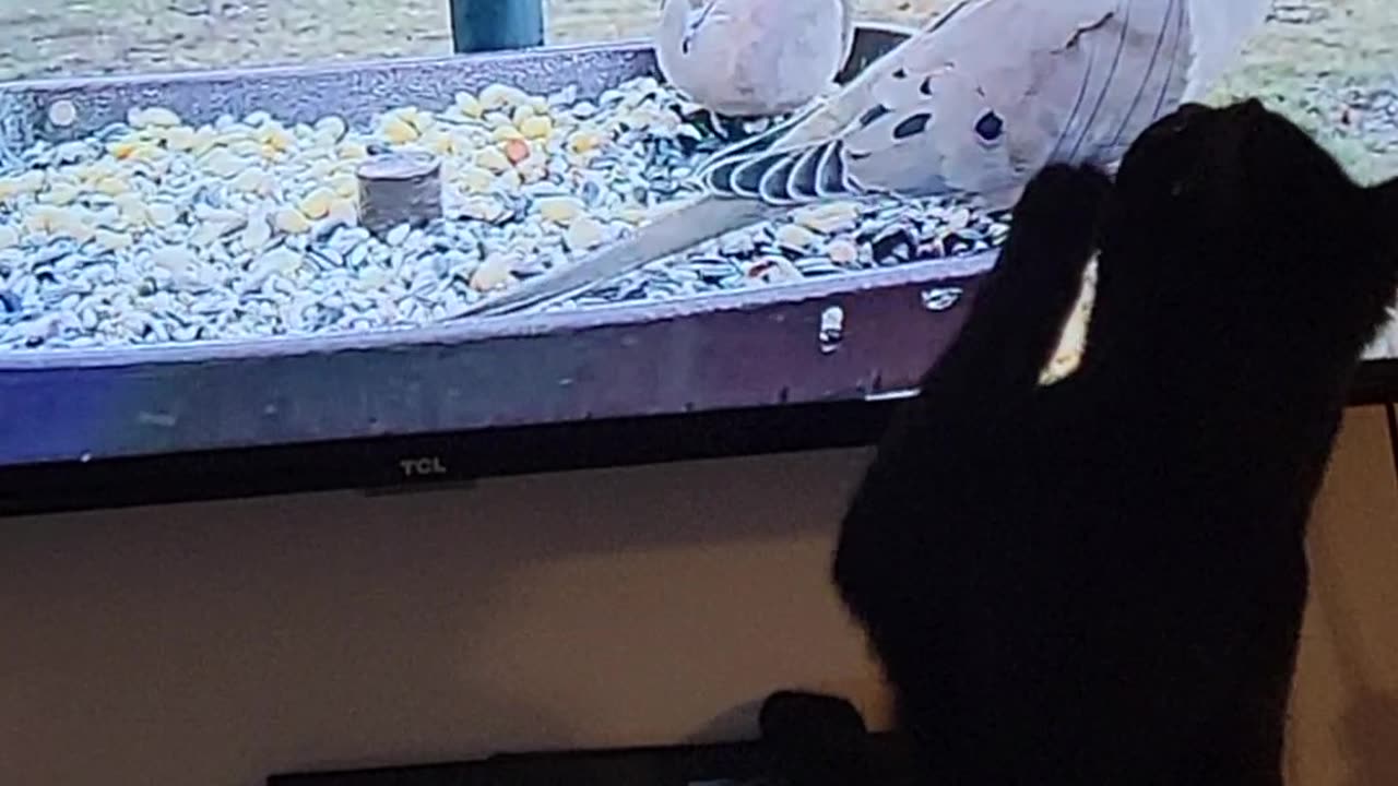 Cat playing with birds on tv