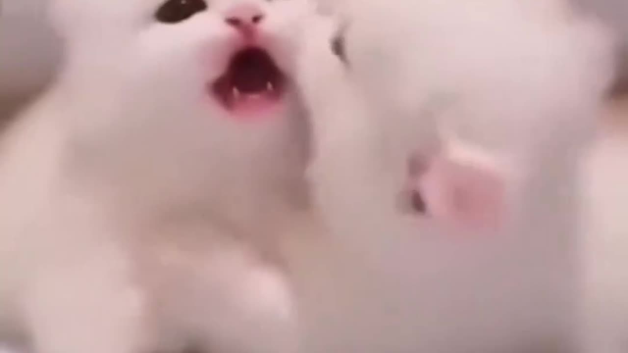 Cute kitten 🐱🐱 video lovely