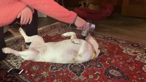 Dog Relaxes And Enjoys As Owner Massages Them Using a Hyper Volt