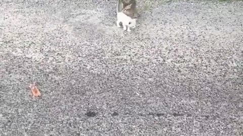 Man finds a kitten on the road