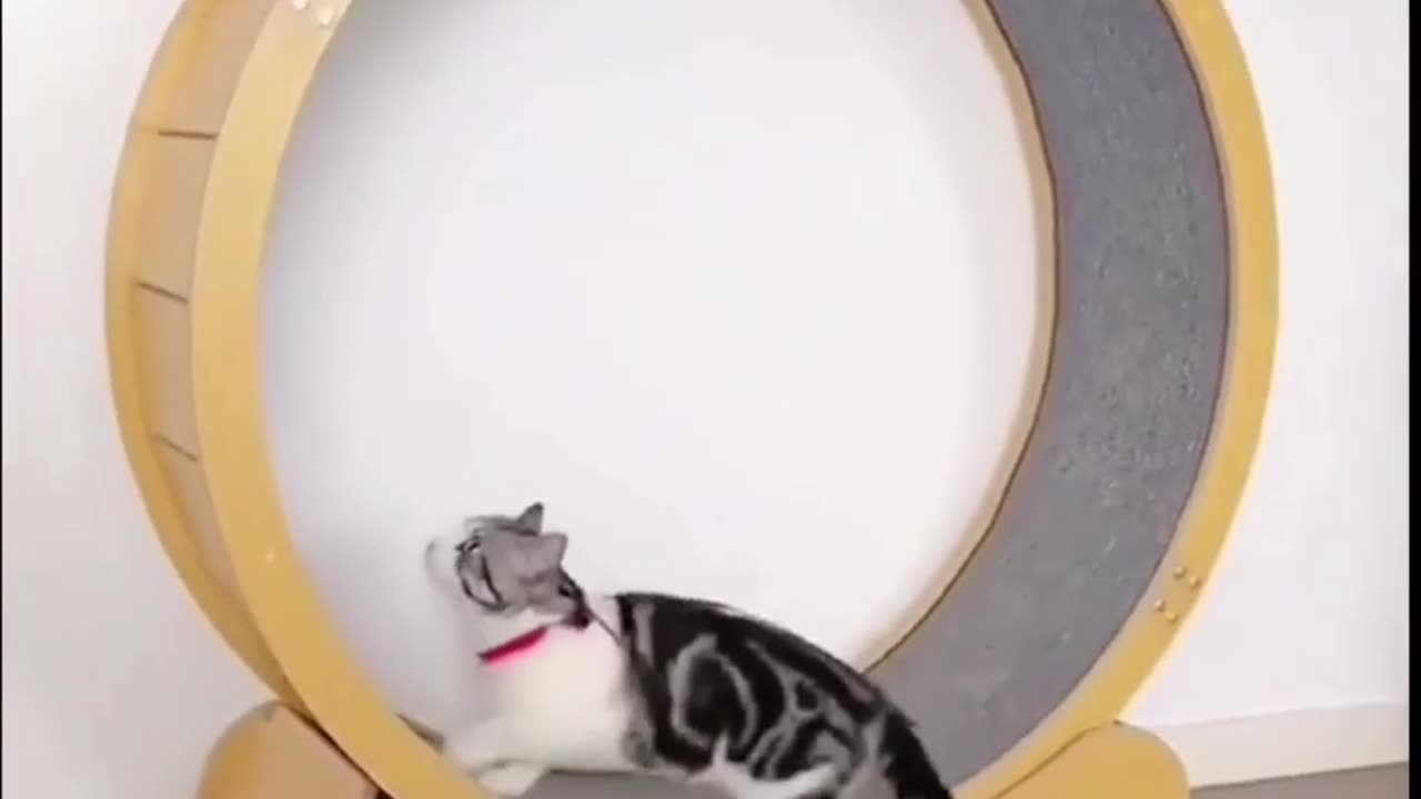 Funny Moments By Animals